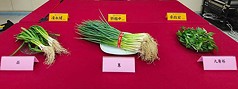 消費者文教基金會29日公布3樣小葉菜類的農藥殘留檢測結果，蒜全部符合規定，不合格率蔥20%，九層塔高達80%。（消基會提供）