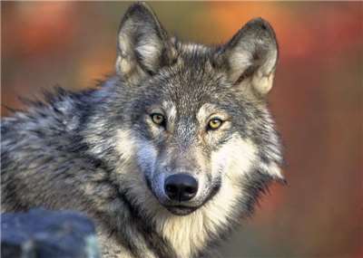 美國總統川普又再度推動取消對灰狼和墨西哥狼(Mexican wolf)的瀕危物種保護，惹怒保育人士。圖為北美灰狼。(美國野生動物管理局)