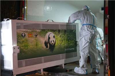 中國大貓熊「平平」和「福雙」27日啟程赴美，準備進駐亞特蘭大動物園，為期10年。