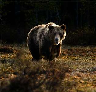 俄羅斯西伯利亞克拉斯諾雅斯克邊疆地區(Krasnoyarsk)，1個月內至少已有6人死於熊的攻擊。示意圖。(圖 : unsplash)