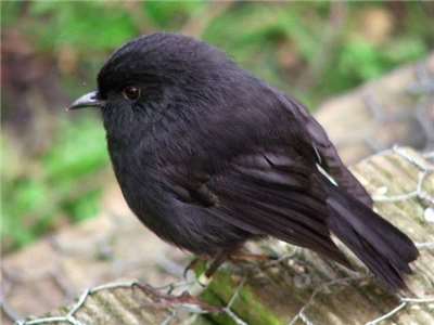 紐西蘭票選年度鳥類(Bird of the Year)，榮登榜首的是被列為「極危」(critically endangered)的黑知更鳥(black robin)。(圖：維基)
