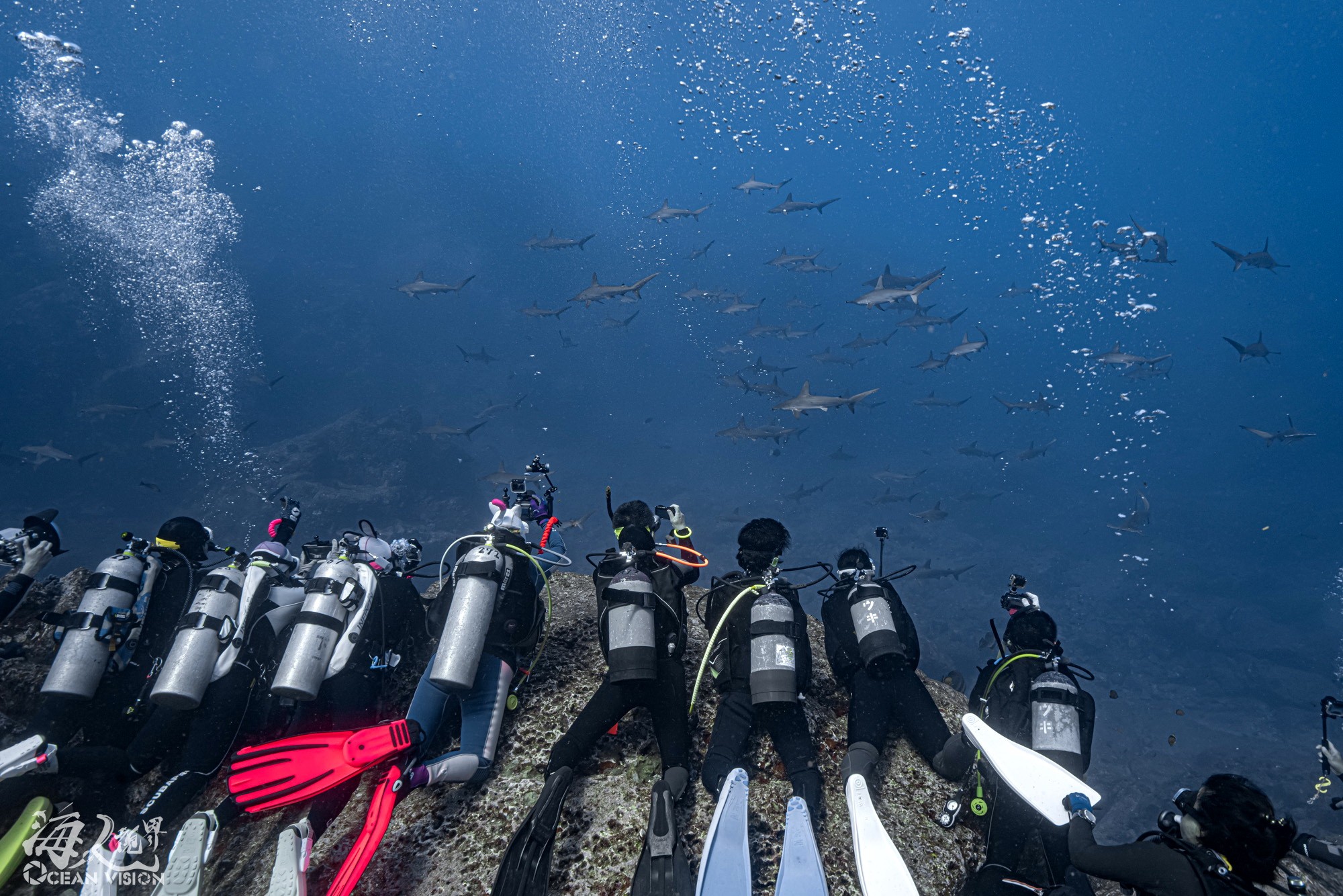 許多潛水愛好者會遠赴日本觀賞鎚頭鯊（京太郎提供）