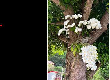 高士社區復育臺灣阿嬤-白花蝴蝶蘭