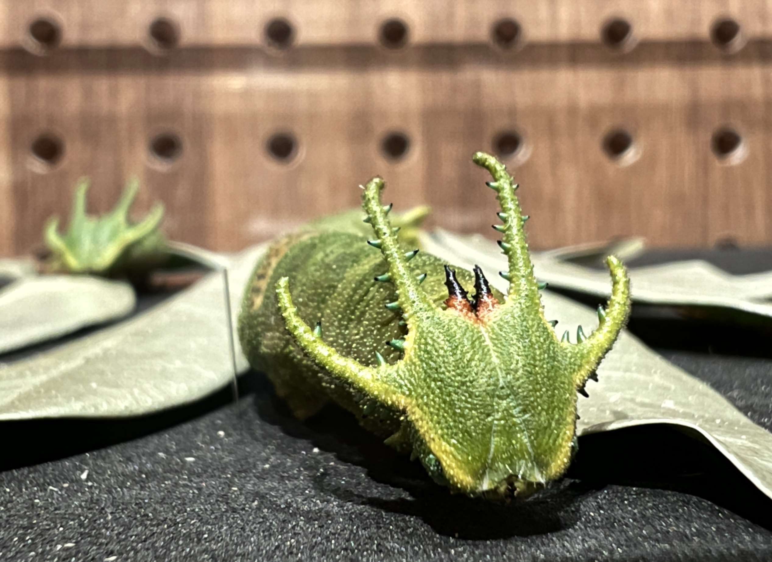 臺博館「島嶼飛行—臺灣蝶蛾生存記」特展 標本