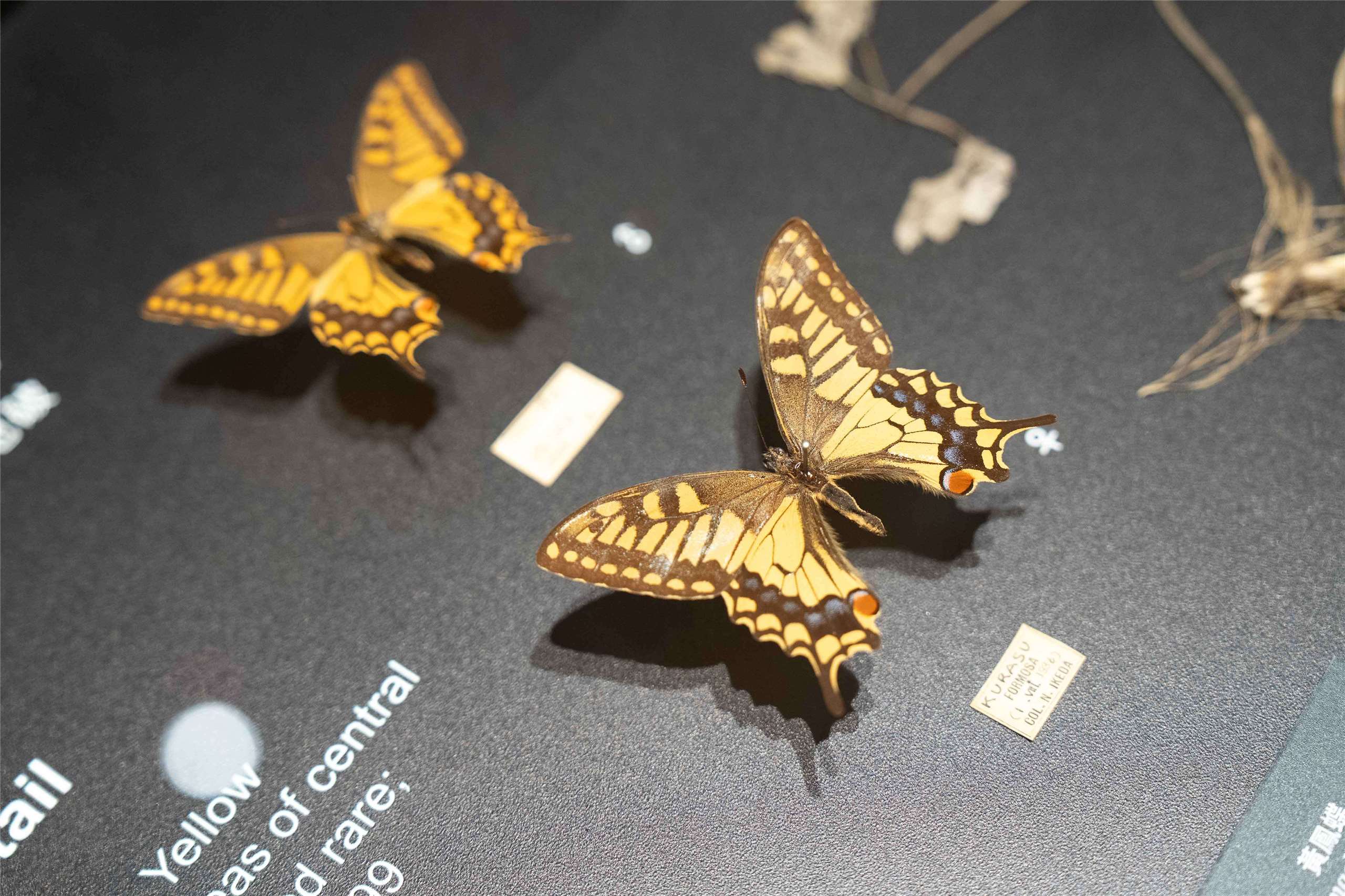 「島嶼飛行—臺灣蝶蛾生存記」特展