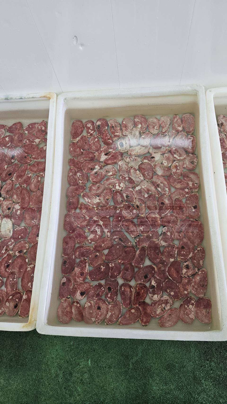 澎湖水產種苗場培育的紫菜苗 