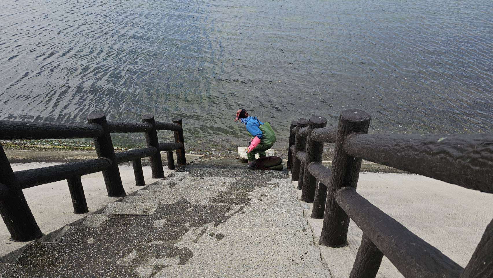 澎湖海女們每年2-4月於廣闊潮間帶採集海菜