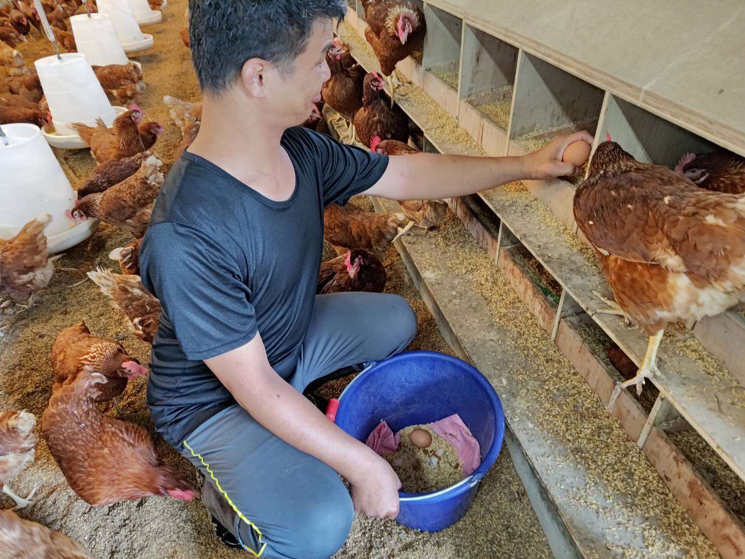 花蓮黎明教養院提供身心障礙者全方位的全人關懷。透過個別化服務計畫（ISP），教保員與醫護團隊就像導航員，根據每位服務使用者的體能與認知，設計復健與生活課程。圖為接受職訓的心智障礙學員每日處理收取雞蛋作業。(攝自黎明機構臉書)