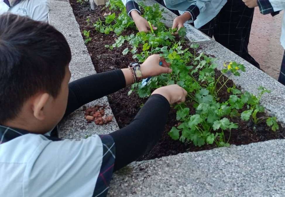 食農教育走進校園，帶領孩童們從認識芫荽外觀與相關資訊，到實際栽種及觀察生長過程。(圖：曾康綺提供)