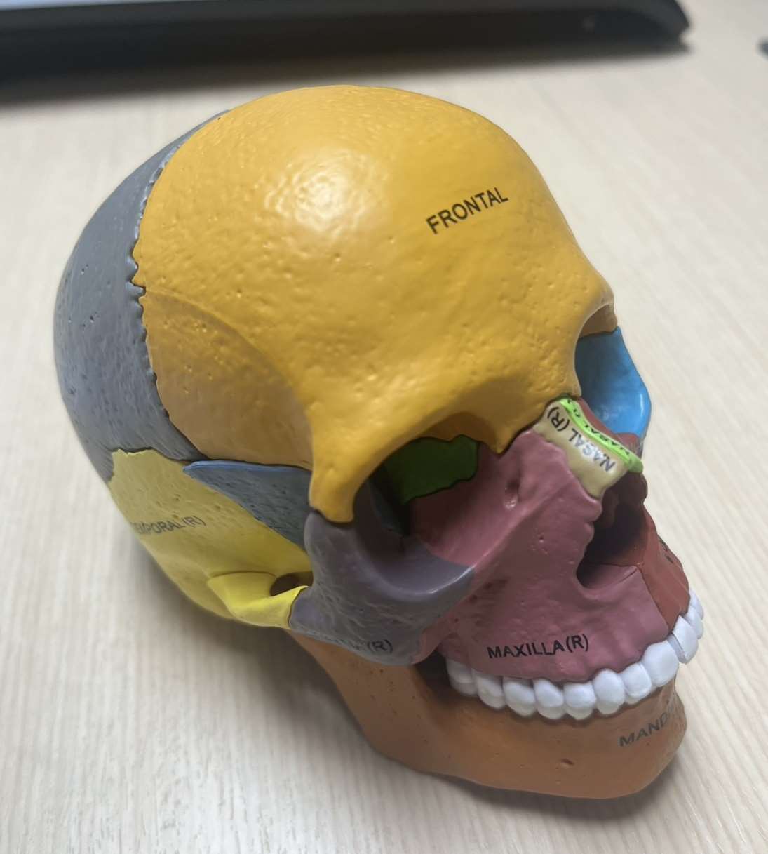 頭骨模型