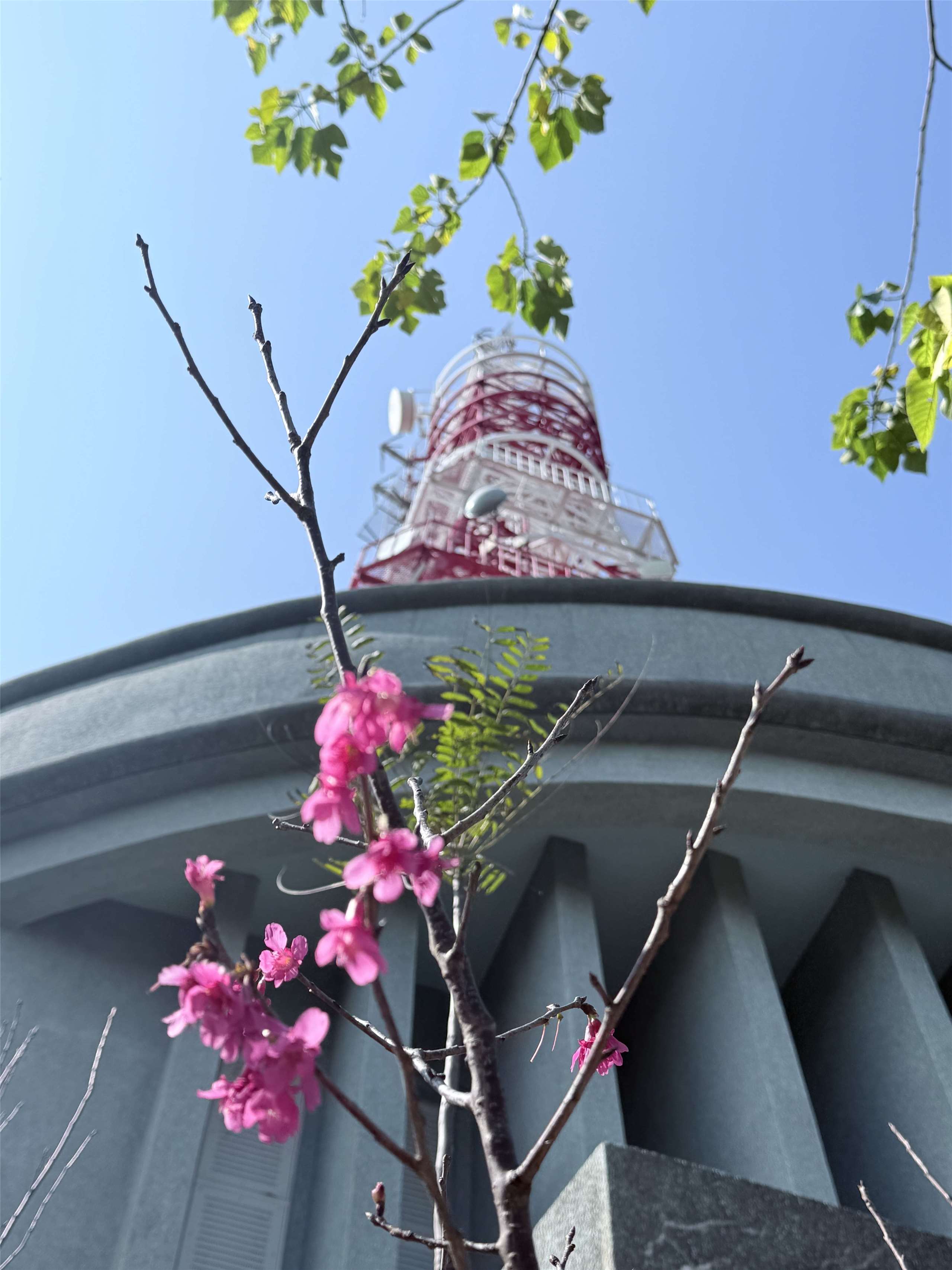 央廣圓山微波站位於劍潭山步道，是賞鳥好去處。