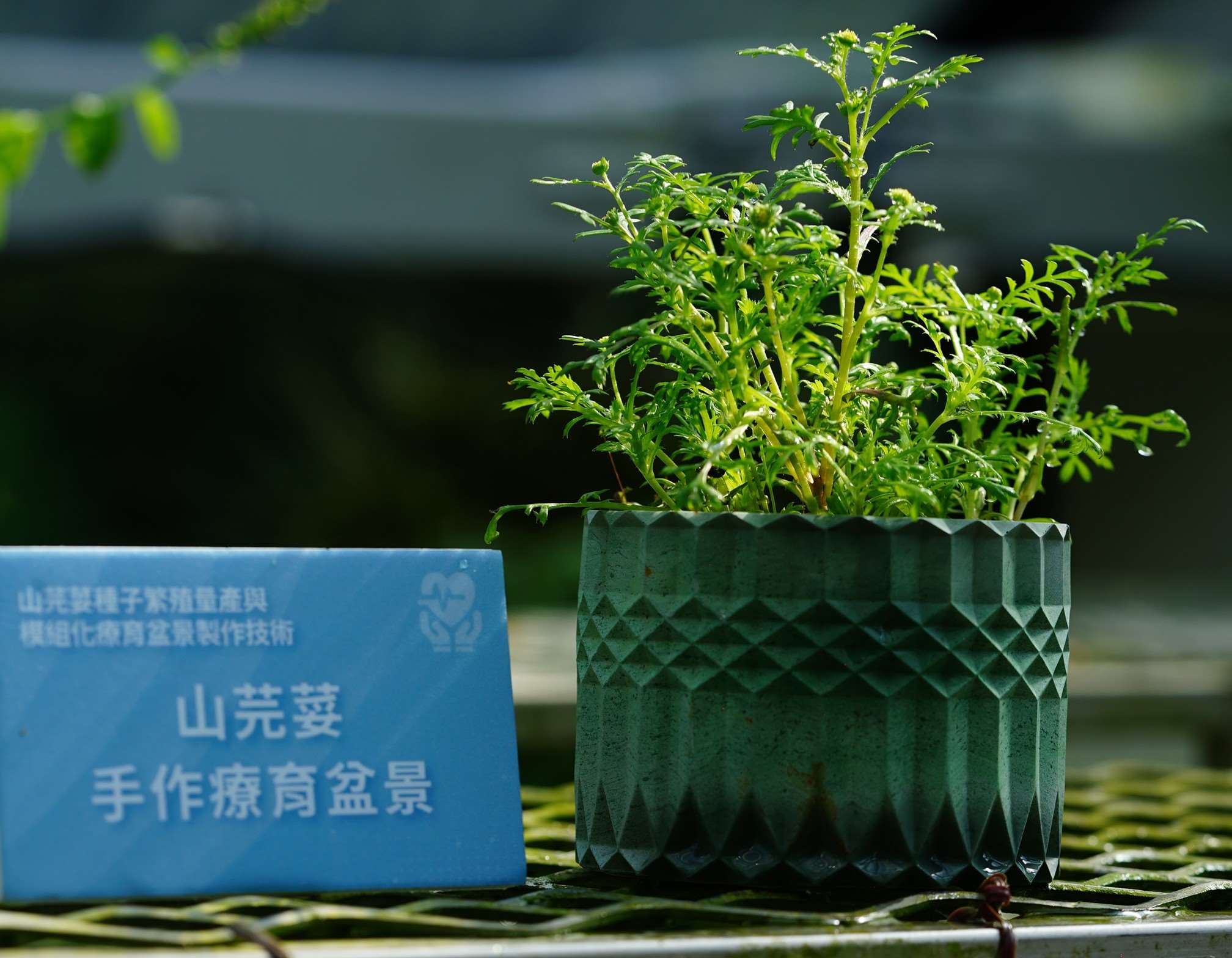 山芫荽盆景是林試所團隊推出的第一個原生植物療育模組生產技術。(圖：林試所提供)