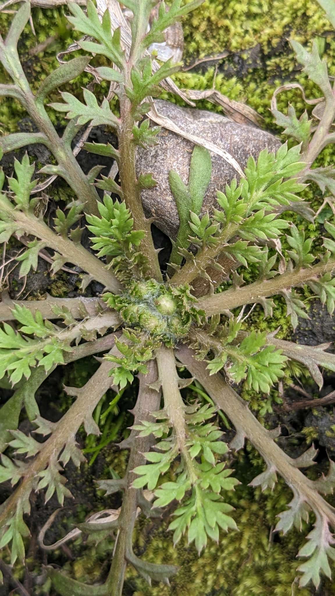 山芫荽。(作者：Cheng Te Hsu。iNaturalist-file-256633202。典藏者：iNaturalist。創用CC 姓名標示-相同方式分享 3.0台灣（CC BY –SA 3.0 TW）。發佈於《臺灣生命大百科》。)