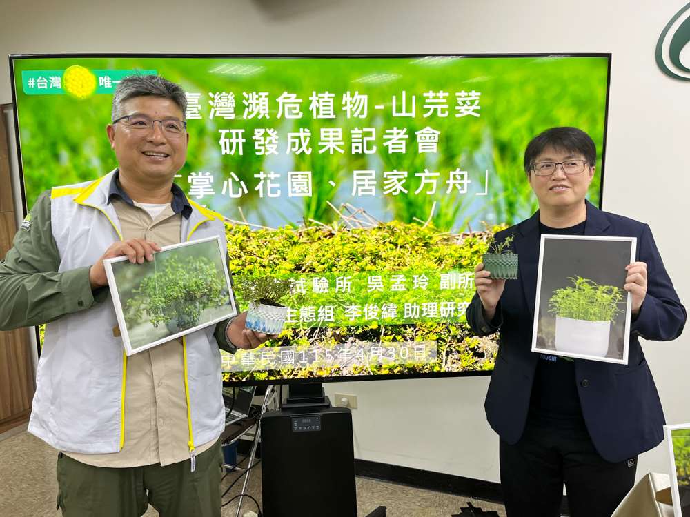 林試所國家植物園方舟計畫助理研究員李俊緯指出， 山芫荽一棵就有超過200朵的頭狀花序，每一個花上面都會有上百棵種子，種子有可能會再回到土壤去，第二年再開花，相當療癒。(圖/陳林幸虹 攝)