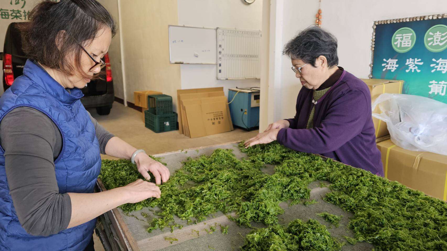 由澎湖海女們採集的青海菜，清洗、脫水完成後，還必須攤平曬乾。