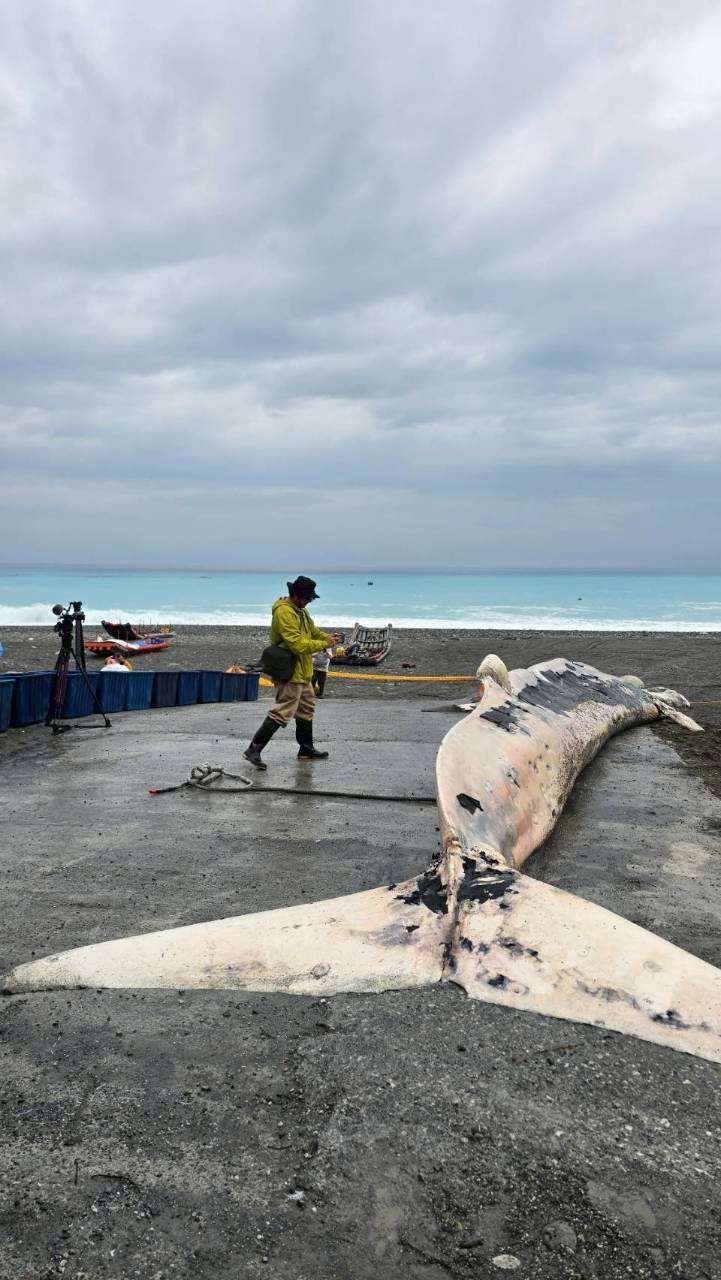 通常接到通報時鯨豚已死亡（張弘榤提供）