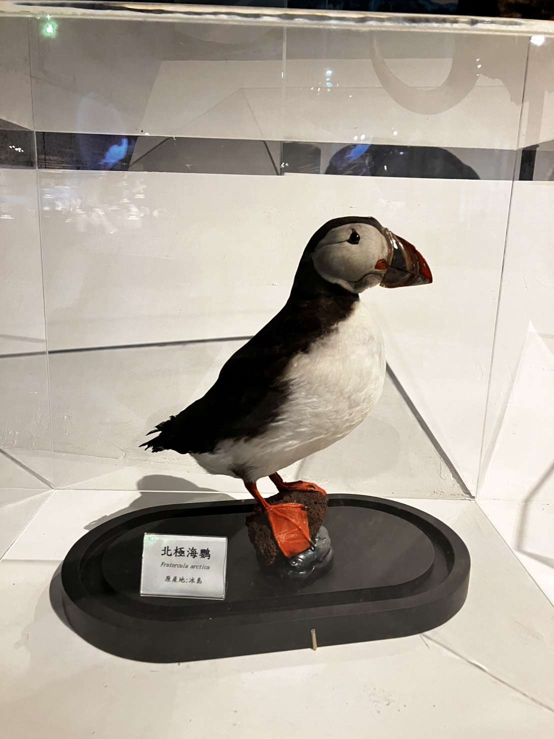 北極海鸚標本（陳建宏提供）