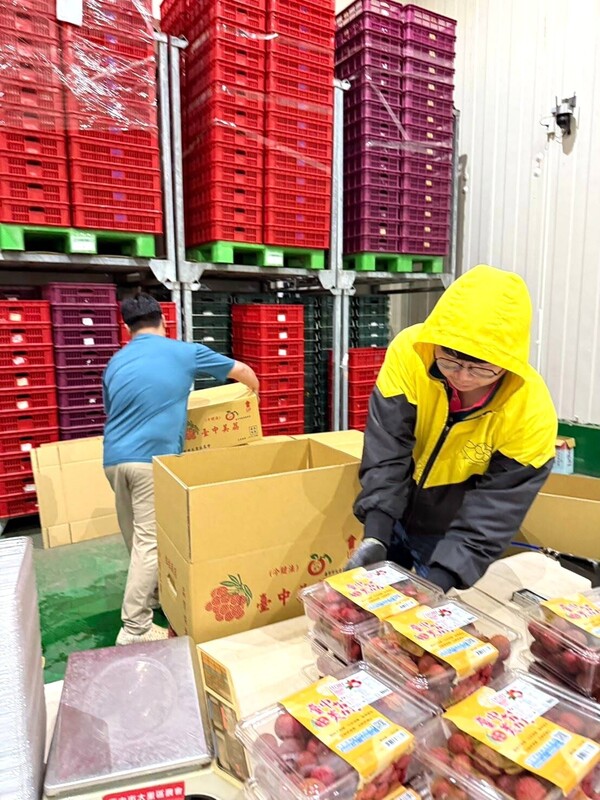 台中在地農會荔枝品牌「臺中美荔」進軍英國，採用冷鏈加工保鮮技術，以延長保鮮期，同時減少水分流失。（Cherrain Global提供）