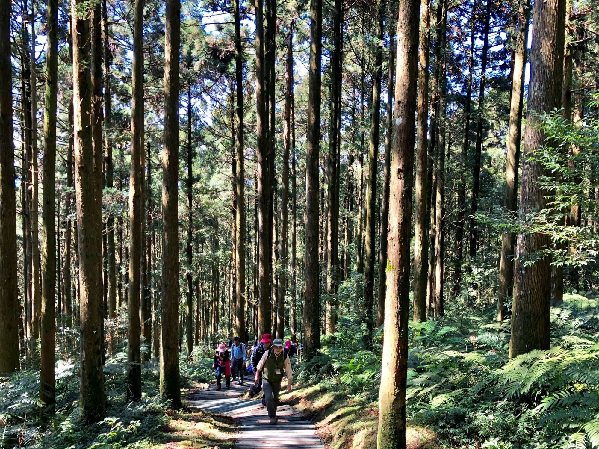 東眼山國家森林遊樂區-柳杉林下的視覺饗宴