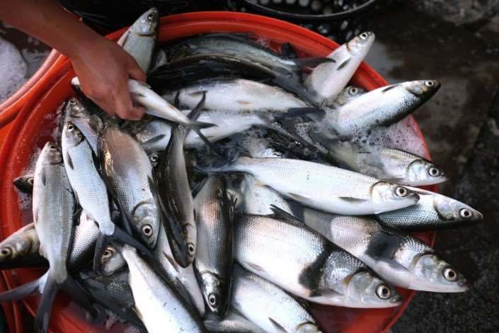 ปลานวลจันทร์ทะเลของไต้หวันแพงสุดในรอบ 10 ปี(photo:newsmarket)