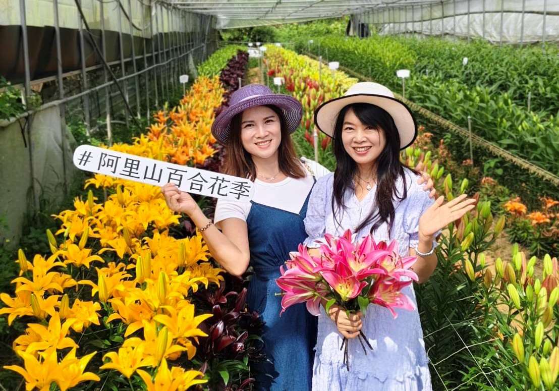 เปิดฉากเทศกาลดอกลิลลี่อาลีซาน 40 สายพันธุ์ใหม่จากเนเธอร์แลนด์ประชันความงาม