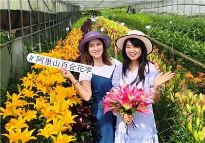 เปิดฉากเทศกาลดอกลิลลี่อาลีซาน 40 สายพันธุ์ใหม่จากเนเธอร์แลนด์ประชันความงาม