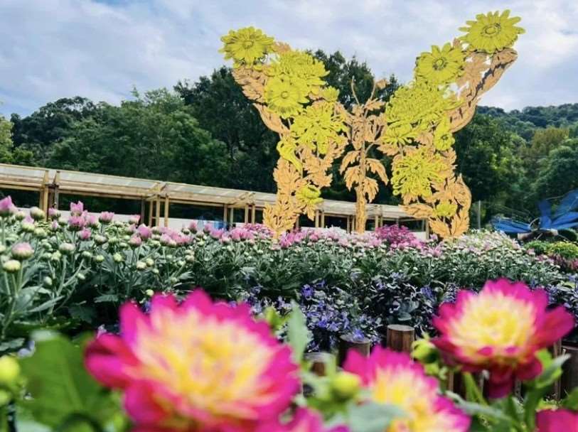 เทศกาลดอกเบญจมาศที่บ้านพักอดีต ปธน.เจียงไคเช็ก ซื่อหลิน เปิดฉาก 28 พ.ย.นี้