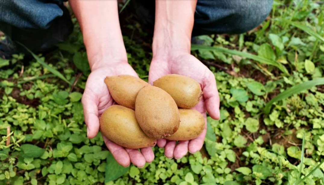 ไต้หวันก็ปลูกกีวี! เก็บเกี่ยวที่ความสุก 90% รสชาติเปรี้ยวหวานกลมกล่อมอร่อยกว่ากีวีนำเข้า (photo: 李婉婷)