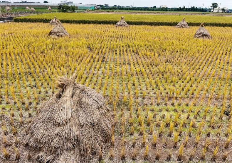 ฟางข้าวมีประโยชน์มาก แต่การจัดการส่วนเกินยังเป็นปัญหา การใช้จุลินทรีย์ช่วยเพิ่มประสิทธิภาพและดูแลนาข้าวได้ดียิ่งขึ้น 