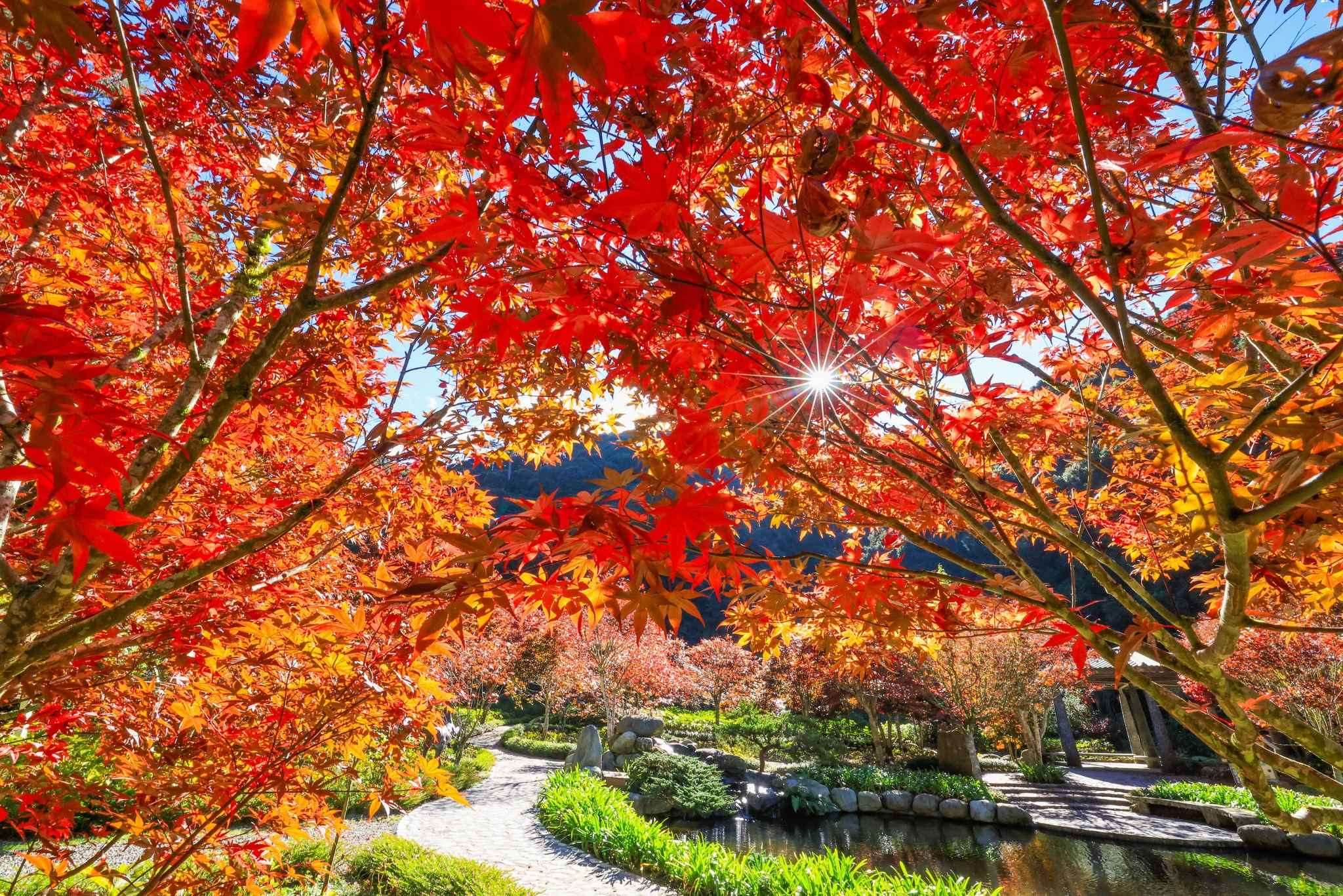 ฤดูชมใบไม้เปลี่ยนสีเริ่มขึ้นแล้ว ถ้าคุณยังไม่รู้จะไปชมที่ไหน เราขอแนะนำสวนป่าซานหลินซี แหล่งท่องเที่ยวยอดฮิตประจำฤดูใบไม้ร่วงแบบนี้ พร้อมสัมผัสบรรยากาศแบบธรรมชาติสุดๆ ไปพร้อมกัน (ภาพจาก FB อ้ายซ่างซานหลินซี)