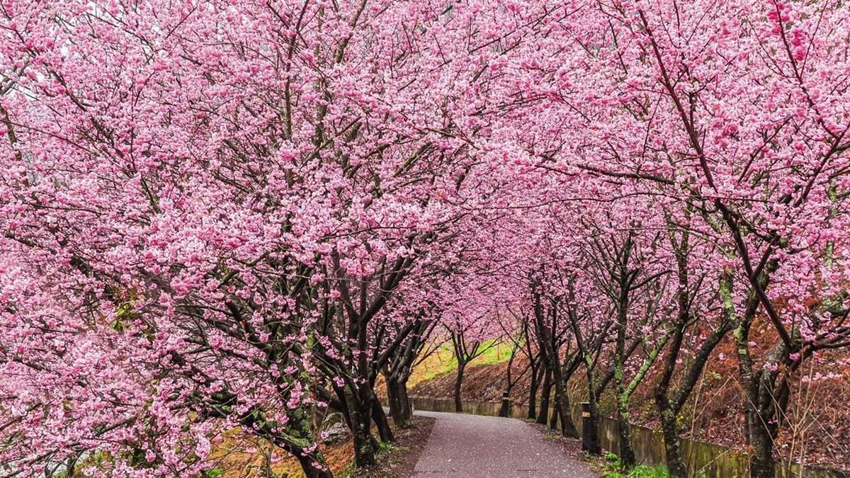 เทศกาลซากุระระดับเทพของไต้หวันที่ฟาร์อู่หลิงปีหน้า เริ่มเปิดจองที่พักและแจ้งมาตรการควบคุมการจราจรแล้ว โดยให้เริ่มจองได้ตั้งแต่วันที่ 1 พฤศจิกายนนี้ (ภาพจากเว็บไซต์ Super Taste)