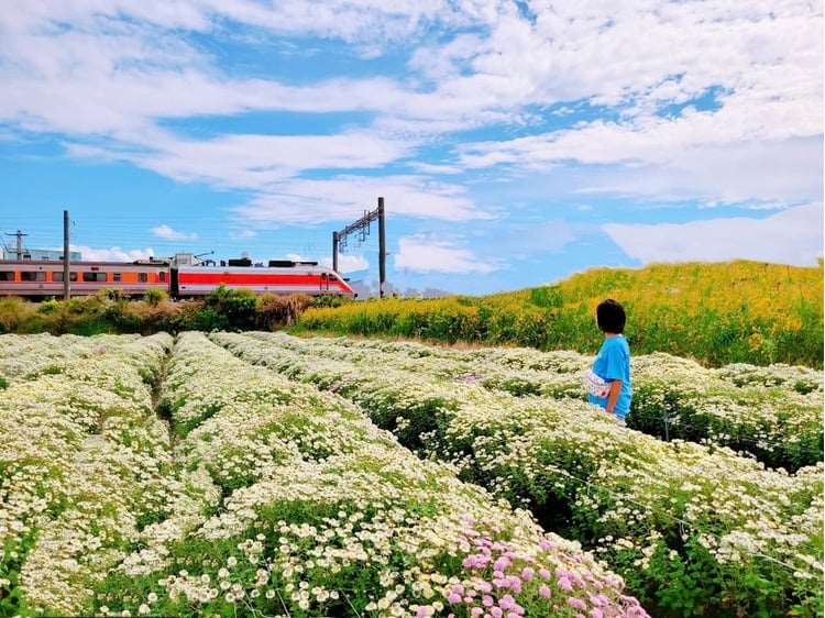 โชคดีฟาร์มดอกเบญจมาศที่เหมียวลี่ไม่ได้รับความเสียหายจากไต้ฝุ่นฟงวอง พร้อมเปิดให้ประชาชนเข้าชมความงดงามถึงต้นเดือนธันวาคมนี้