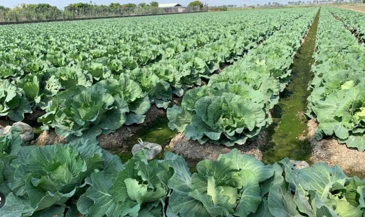กะหล่ำปลีไม่ถูกไต้ฝุ่นฟงวองเล่นงาน ผลผลิตล้นตลาด ราคาลดฮวบ เกษตรกรเปิดสวนให้เข้าไป “เก็บเอง ลูกละ 10 เหรียญ”(ภาพ: กรมการเกษตรและอาหาร)