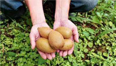 ไต้หวันก็ปลูกกีวี! เก็บเกี่ยวที่ความสุก 90% รสชาติเปรี้ยวหวานกลมกล่อมอร่อยกว่ากีวีนำเข้า (photo: 李婉婷)