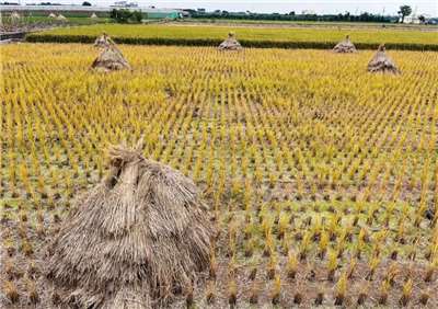 ฟางข้าวมีประโยชน์มาก แต่การจัดการส่วนเกินยังเป็นปัญหา การใช้จุลินทรีย์ช่วยเพิ่มประสิทธิภาพและดูแลนาข้าวได้ดียิ่งขึ้น
