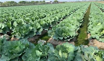 กะหล่ำปลีไม่ถูกไต้ฝุ่นฟงวองเล่นงาน ผลผลิตล้นตลาด ราคาลดฮวบ เกษตรกรเปิดสวนให้เข้าไป “เก็บเอง ลูกละ 10 เหรียญ”(ภาพ: กรมการเกษตรและอาหาร)