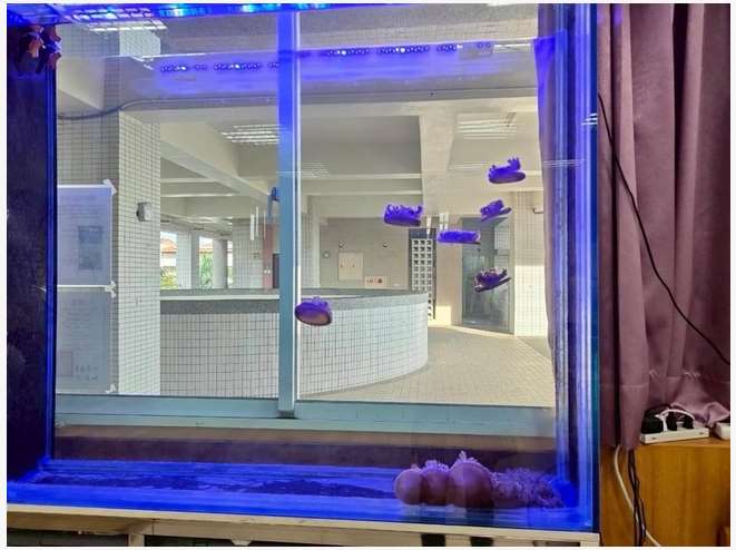 “แมงกะพรุนหัวคว่ำ” กับพลังงอกใหม่สุดทึ่ง ที่ช่วยพาโรงเรียนหลินหยวนคว้าทุนคูโรชิโอะ