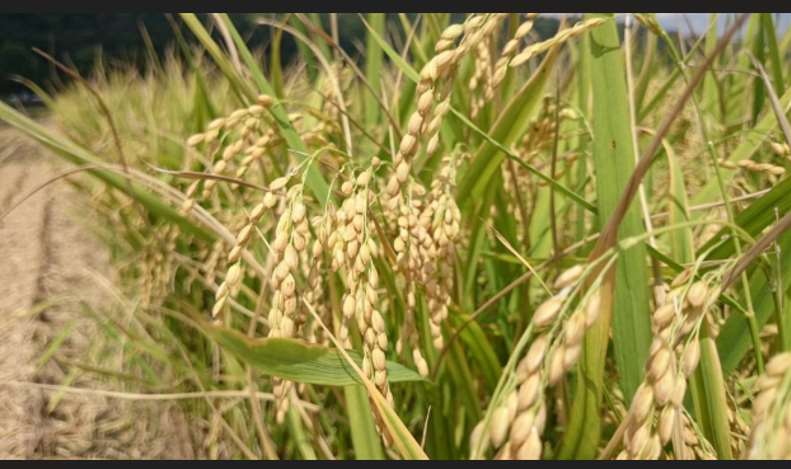 “ข้าวเถาหยวน หมายเลข 3” หอม นุ่ม กลิ่นหอมอ่อนๆ ของเผือก