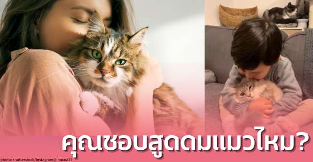 มาเติมแมวกันเถอะ บทความเกี่ยวกับการสูดดมแมว โดยอู๋เลี่ยงเหิง (吳亮衡)