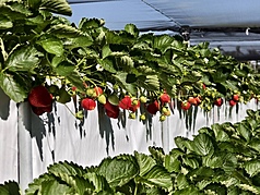 ฤดูเก็บสตรอว์เบอร์รีต้าหู เมืองเหมียวลี่ เปิดฉากแล้ว จำหน่ายสินค้าสตรอว์เบอร์รีใหม่หลากหลาย