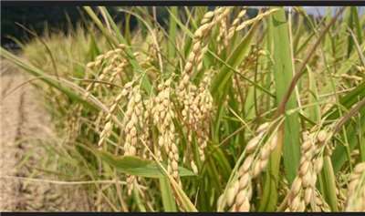 “ข้าวเถาหยวน หมายเลข 3” หอม นุ่ม กลิ่นหอมอ่อนๆ ของเผือก