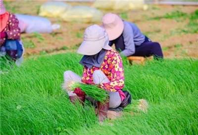 ในอดีต การเพาะต้นกล้าหอมหัวใหญ่มีความซับซ้อนและต้องอาศัยแรงงานคนเป็นหลัก(ภาพจากสถานีเมล็ดพันธุ์)