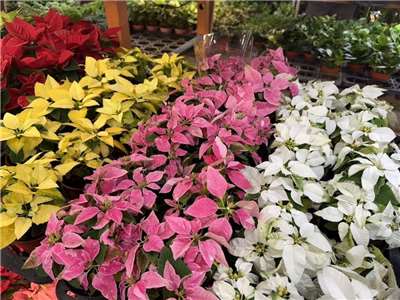  ตลาดดอกไม้ไทเปจัดโซนต้นคริสต์มาส เชิญชวนทุกคนซื้อดอกไม้ประดับบ้านต้อนรับคริสต์มาส  (ภาพ CNA)
