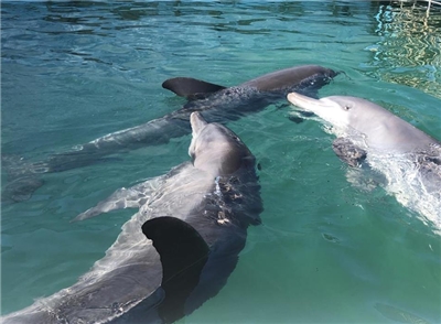  10 ปีที่ผ่านมา Yehliu Ocean World เพาะพันธุ์โลมาได้ 6 ตัว แต่มี 3 ตัวที่ตายตั้งแต่อายุยังน้อย (ภาพจาก OAC)