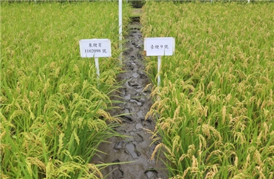 ข้าวไถตงเบอร์ 36(東稉育1102098號) ข้าวเมล็ดสวย รสชาติดี เทียบเท่ากับข้าวไถเกิงเบอร์ 9(ภาพจากสถานีวิจัยเขตไถตง)