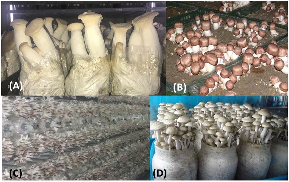 ในไต้หวันขยะถุงเห็ดมีมากราวปีละ 200 ล้านถุง คิดเป็นน้ำหนัก 140,000 ตันต่อปี 