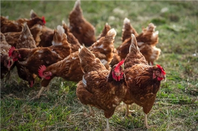 แม่ไก่มีชีวิตบั้นปลายอย่างอิสระและปลอดภัยนั้นไม่ใช่เรื่องง่าย