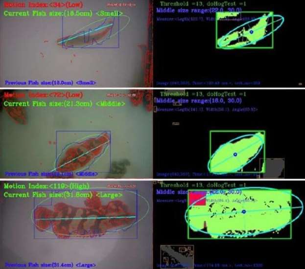 กระทรวงเกษตรผลักดัน AI ตรวจจับสภาพน้ำ วัดความยาวปลาแม่นยำ ลดการบาดเจ็บจากวิธีเดิม พร้อมพัฒนา ระบบให้อาหารอัจฉริยะ ด้วยการวิเคราะห์ภาพ เพิ่มทั้งประสิทธิภาพและความปลอดภัยในการเพาะเลี้ยง