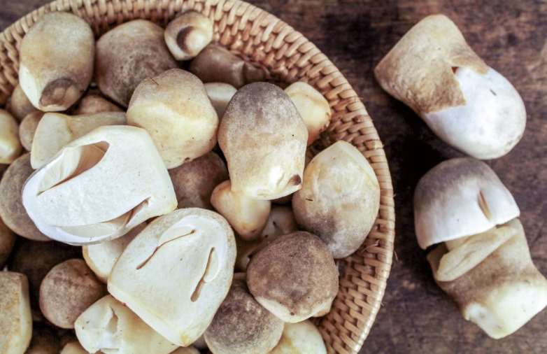 เห็ดฟาง(photo:Thanrada H. on Adobe Stock)