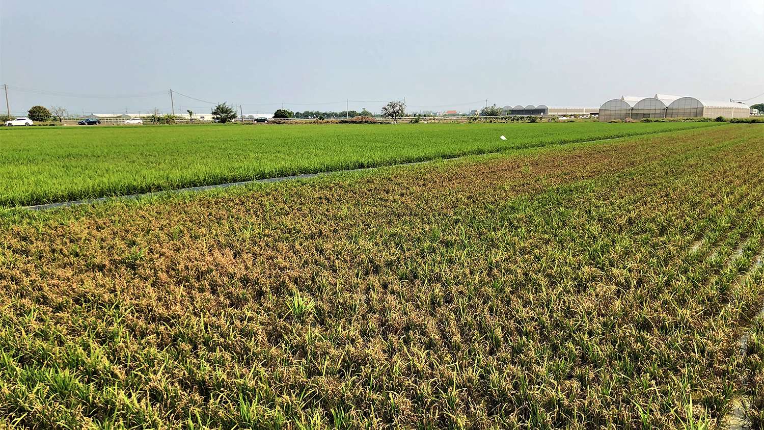 พายุไต้ฝุ่นประกอบกับอากาศร้อนและฝนตกบ่อย ทำให้นาข้าวที่ไถตงเผชิญโรคไหม้และโรคใบขาว